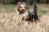 YORKSHIRE TERRIER 240